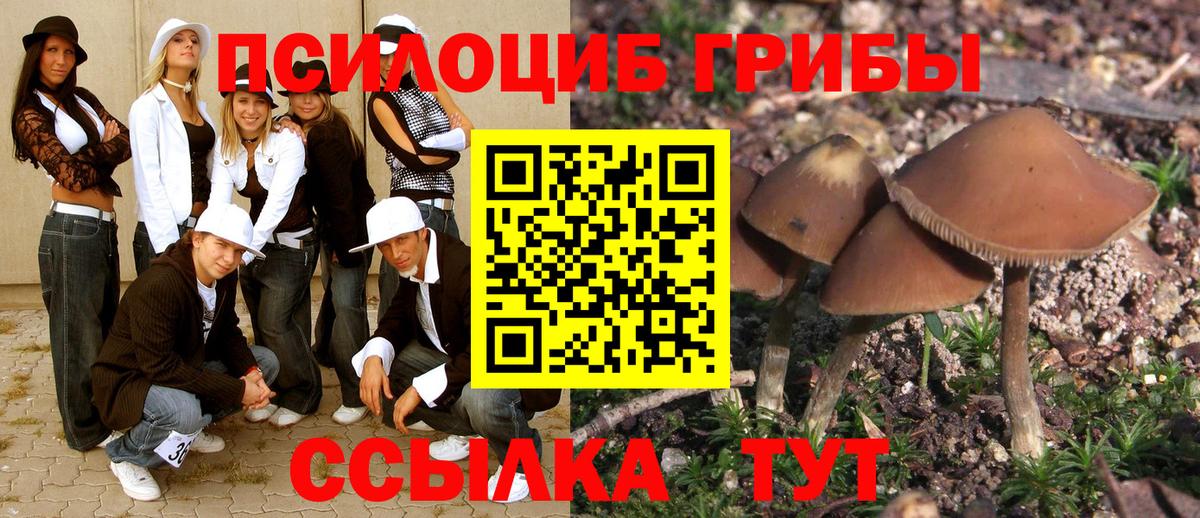 Ахтубинск  Галлюциногенные грибы Cubensis  Вход с VPN 